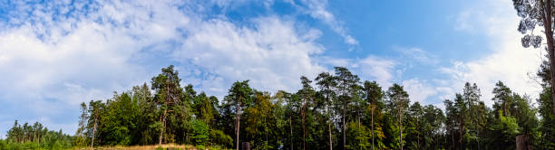 istock Polish wild forest - Kampinos National Park, Poland 1171746281