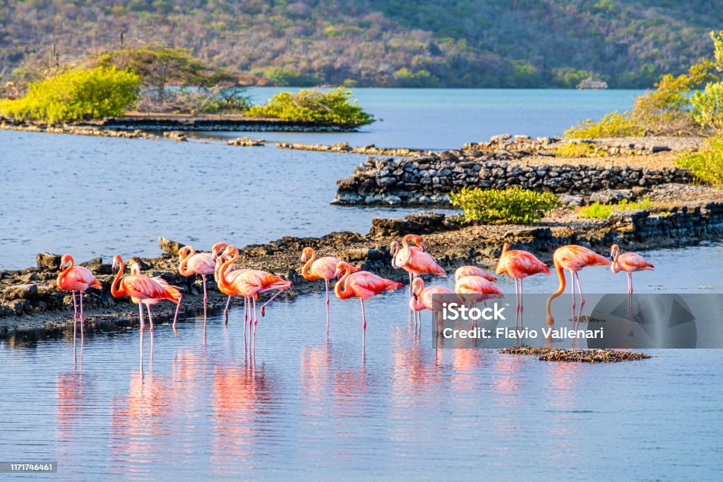 Curaçao, flamingos in Salina Sint Marie lagoon Curacao Curaçao Stock Photo
