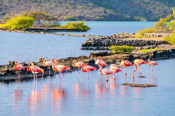 Curaçao, flamingos in Salina Sint Marie lagoon stock photo