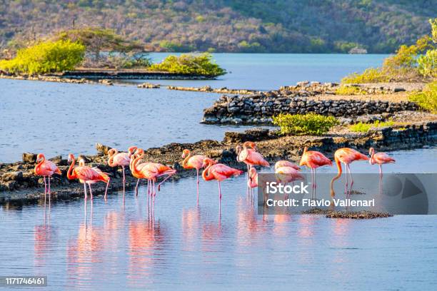 Curaçao Flamingos In Salina Sint Marie Lagoon Stock Photo - Download Image Now - Curaçao, Flamingo, Lesser Antilles