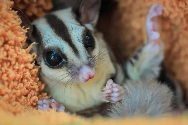 Sugar glider, Petaurus breviceps, The animal's scientific name translates: 'short-headed rope-dancer'