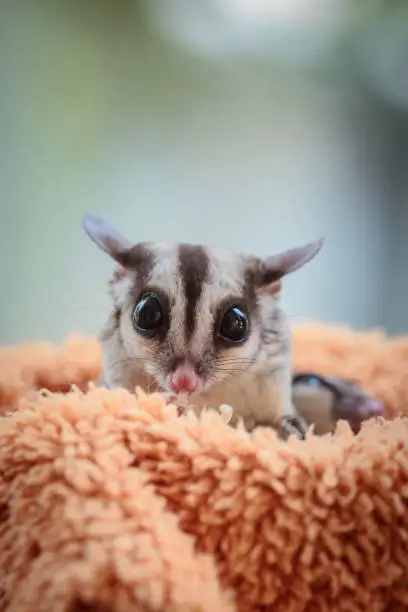 Sugar glider, Petaurus breviceps, The animal's scientific name translates: 'short-headed rope-dancer'