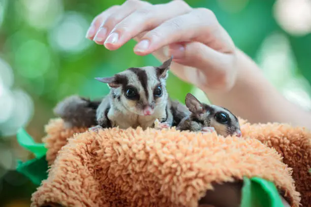 Sugar glider, Petaurus breviceps, The animal's scientific name translates: 'short-headed rope-dancer'