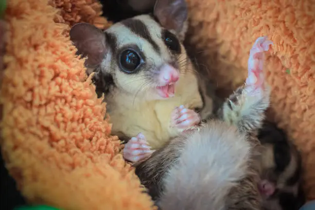 Sugar glider, Petaurus breviceps, The animal's scientific name translates: 'short-headed rope-dancer'