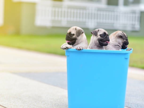 istock Puppy Pug in bucket 1171747642