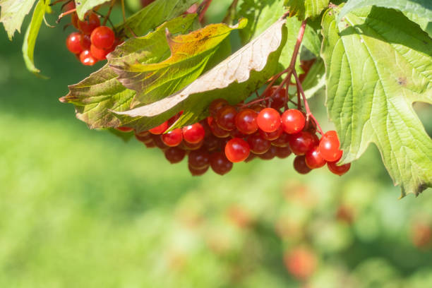 istock bunch of red viburnum on a blurry green background 1171748102