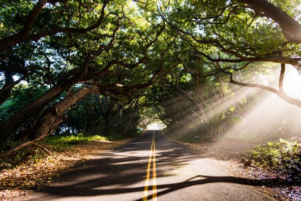 kalapana-kapoho road cerca de pahoa en la gran isla de hawái - kapoho fotografías e imágenes de stock