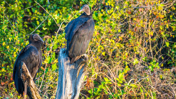 istock Black Vulture on Lake Belton Temple Texas 1171748269