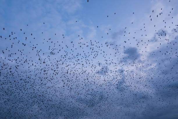 istock large flock of birds high in the blue sky 1171748276