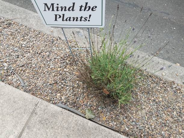 green plant or grass in pebbles with mind the plants sign