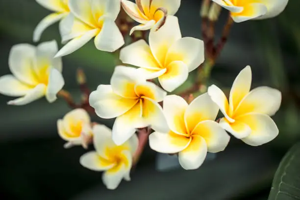 Photo of Frangipani flower Plumeria alba . Tropical white flowers with yellow middle