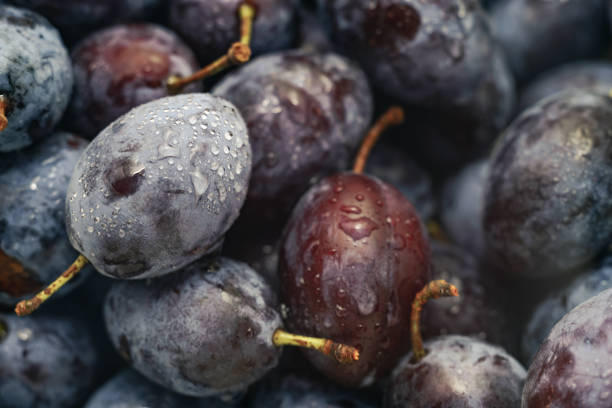 istock Close up beautiful fresh plums background. Macro view. 1171749033