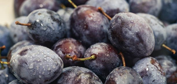 istock Close up beautiful fresh plums background. Macro view. 1171749474