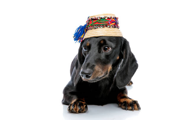 istock Teckel dog with black fur and traditional hat looking away 1171749505