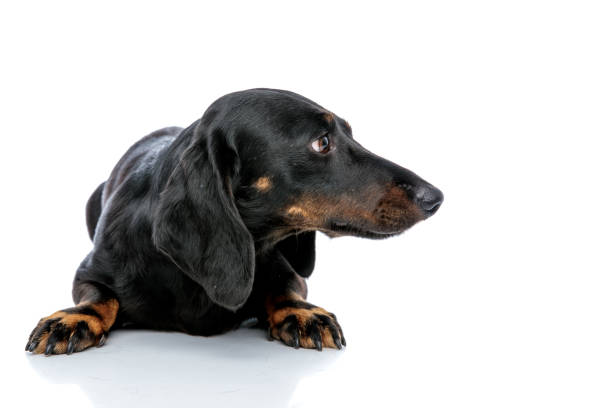istock Lying down dachshund dog with black fur looking sideways 1171749517