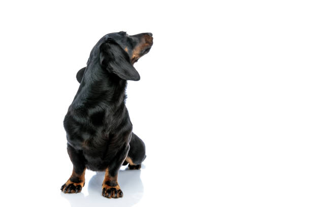 istock Teckel puppy dog with black fur curiously looking back 1171749589