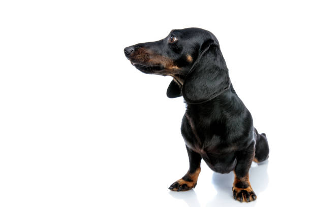 istock Dachshund puppy dog with black fur looking sideways 1171749606