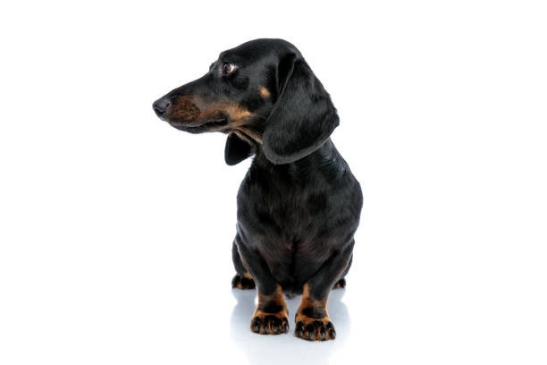 istock pretty Teckel puppy dog with black fur looking sideways pensively 1171749685