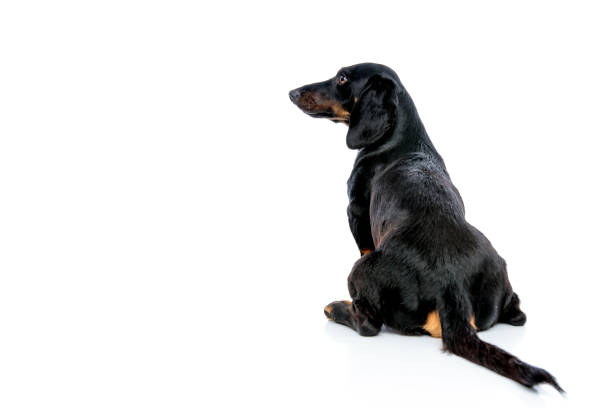 istock Dachshund dog looking sideways from behind 1171749709