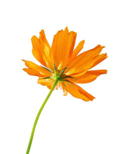 istock Selective focus orange flower isolated on a white background. File contains with clipping path So easy to work. 1171749781