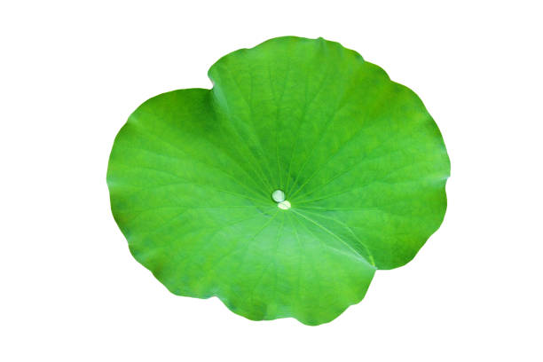 istock Lotus leaf isolate on a white background. File contains with clipping path So easy to work. 1171749841
