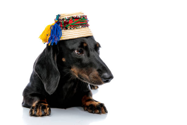 istock laying down Teckel dog with traditional hat looking away 1171749845