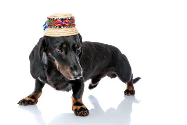 istock Teckel puppy dog with traditional hat looking away 1171749855