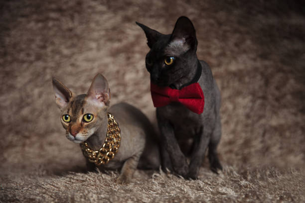 istock cats wearing bowtie,chain sitting one bent one raised 1171749986