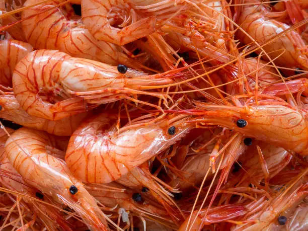 Photo of boiled small shrimp close up