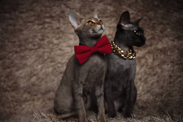 istock one cat looking up,one cat looking away 1171750001