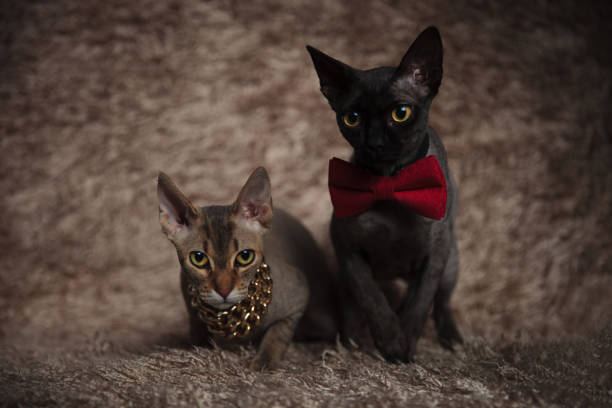 cats wearing bowtie,chain sitting with legs exposed and crossed