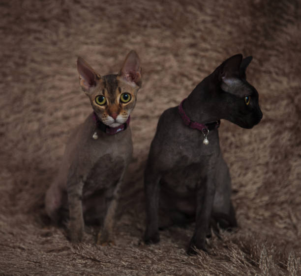 cats sitting and looking away and ahead with big eyes