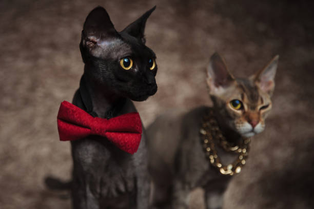 istock cats wearing bowtie,chain looking away,having one eye closed 1171750051
