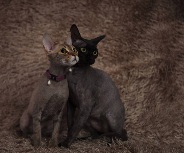 istock cats couple one with a belt sitting with deep look 1171750069