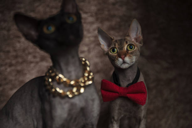 istock cats looking up,wearing bowtie,chain with one cat blurred 1171750077