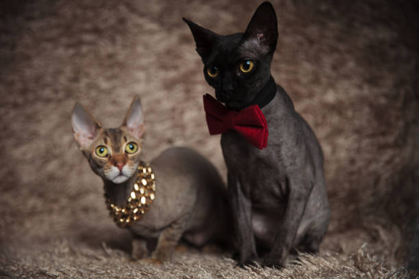 istock cats with bowtie,chain sitting bent and looking away 1171750098