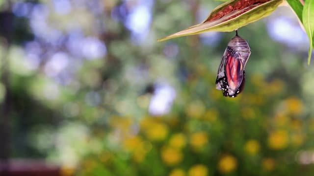 Monarch Butterfly emerges from Chrysalis on milkweed and yellow flowers background
