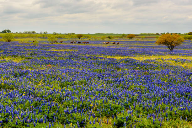 istock Horses and Bluebonnets - I 1171751139