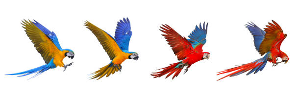 นกแก้ว - scarlet macaw ภาพสต็อก ภาพถ่ายและรูปภาพปลอดค่าลิขสิทธิ์