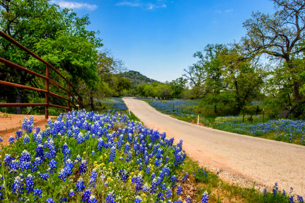 Springtime Drive Bluebonnets line a road. Willow City Loop, Texas bluebonnet stock pictures, royalty-free photos & images