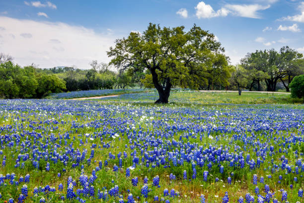 istock Blooms of Blue and White 1171751597