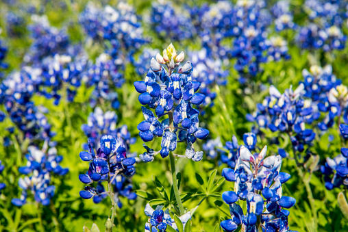 Closeup of a Bluebonnet. Ennis, Texas