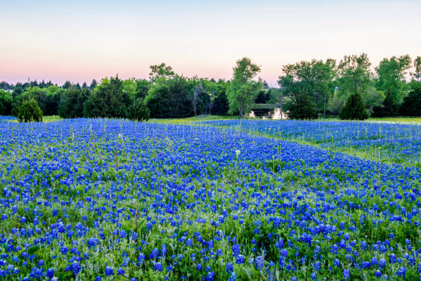 istock Carpet of Blue 1171752118