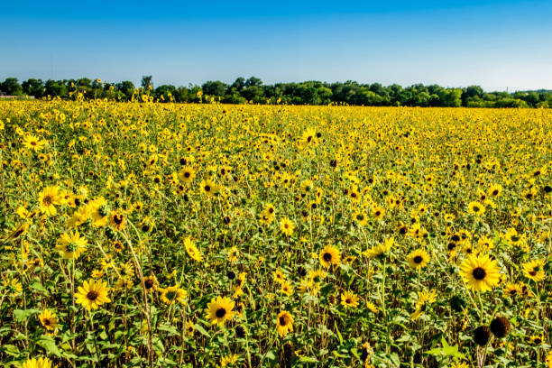 istock Brown Eyed Susans - I 1171752146