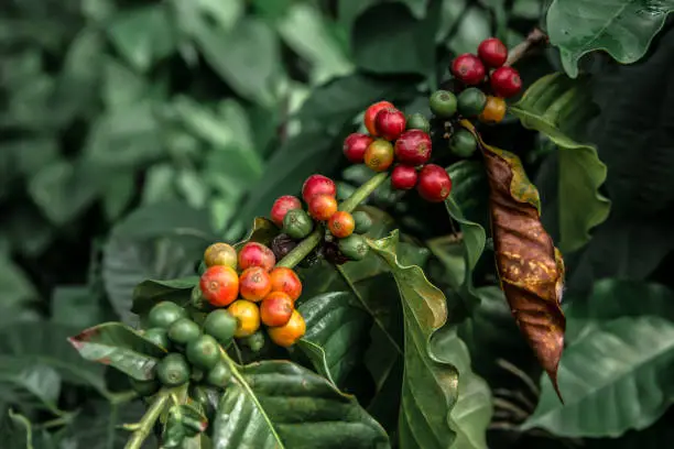 Coffee beans on the branch in coffee plantation farm. Arabica coffee. Coffee beans ready to pick. Fresh roasted coffee beans. Coffee plants to mature. Branch of a coffee tree with ripe fruits