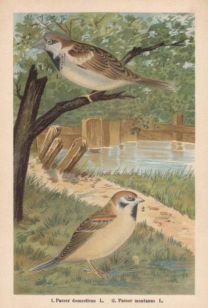 stockillustraties, clipart, cartoons en iconen met house sparrow en euraziatische boom sparrow, chromolithograph, gepubliceerd in 1896 - house sparrow