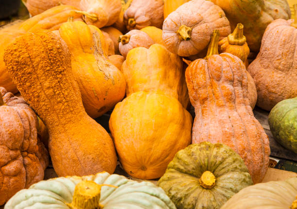 istock Diverse assortment of pumpkins 1171753274