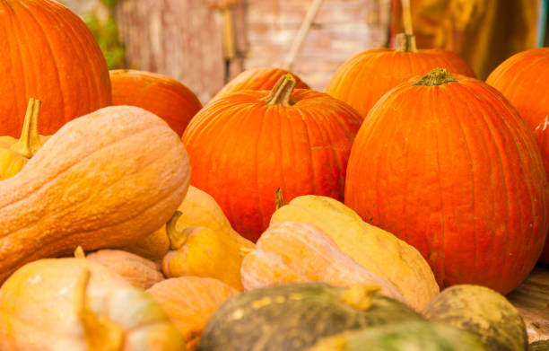 istock Diverse assortment of pumpkins 1171753484