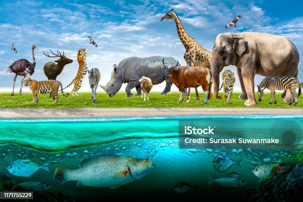 Wildlife Conservation Day Wild Animals To The Home Or Wildlife Protection  Stock Photo - Download Image Now - iStock