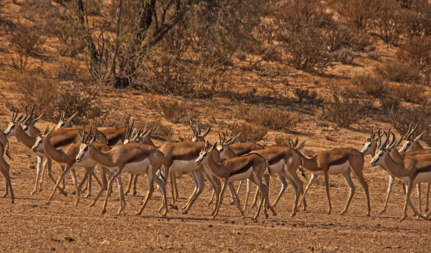 istock Herd of springbok on the move 1171755437
